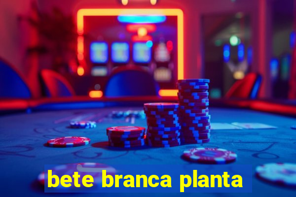 bete branca planta